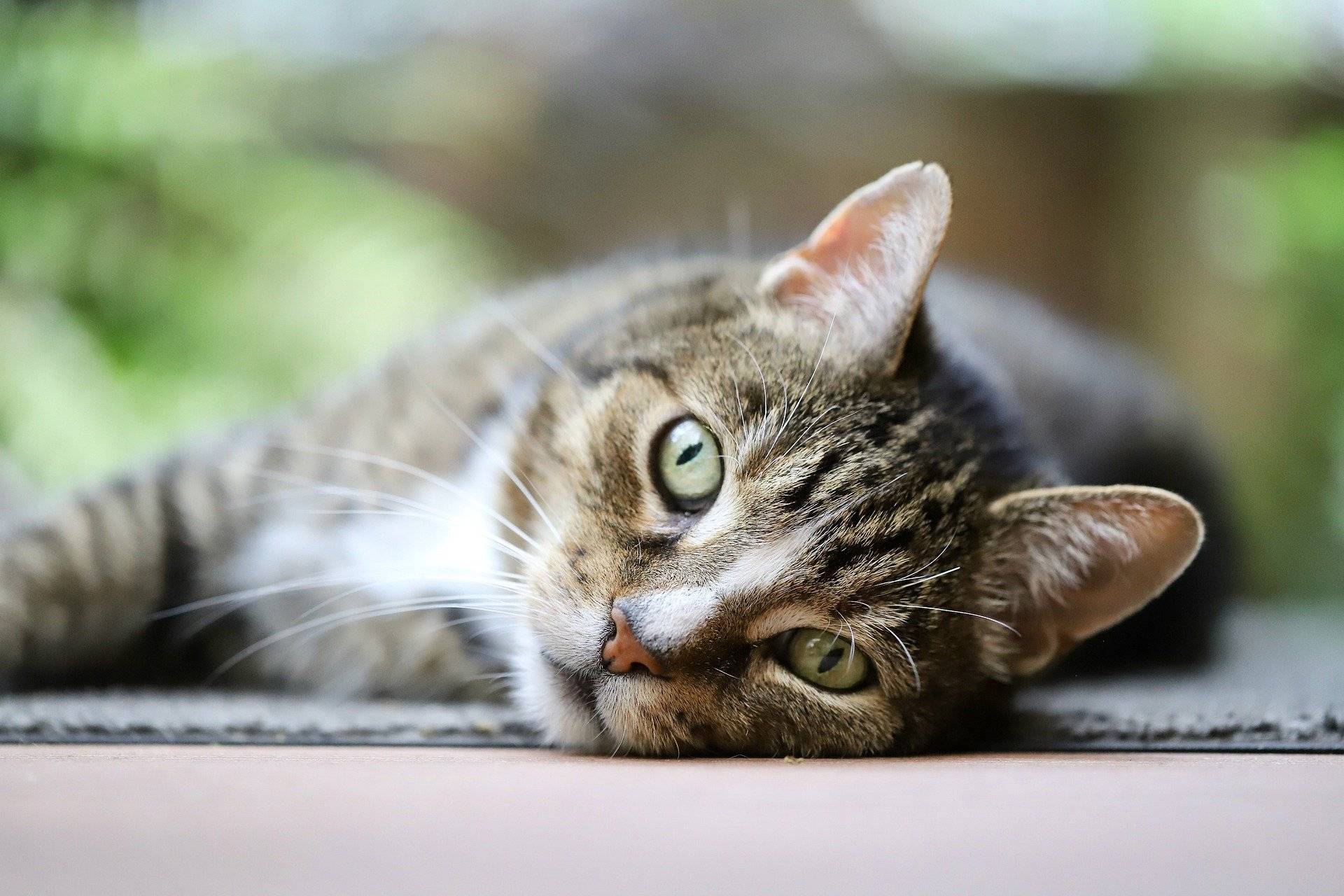 I gatti che vivono in appartamento vivono male?