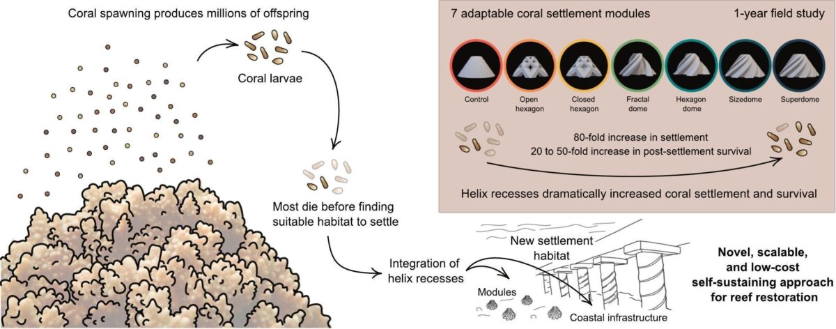 Strutture-a-spirale-che-salvano-i-coralli-1200x472 Rifugi stampati in 3D: la svolta per salvare le barriere coralline