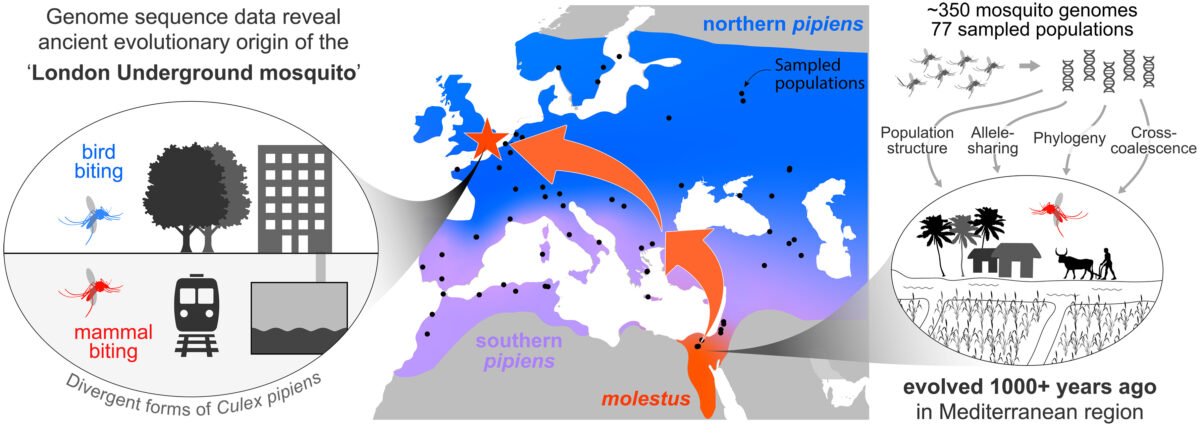 science.ady4515-fa-1200x426 Zanzara metropolitana di Londra: origini antiche svelate
